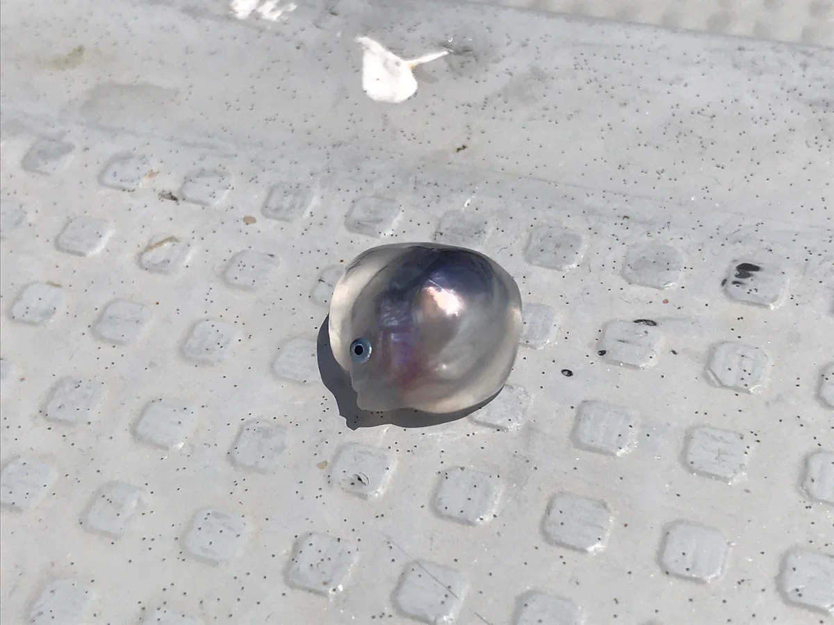 マグロのお腹の中にwww珍しい生き物がwwwかわいい