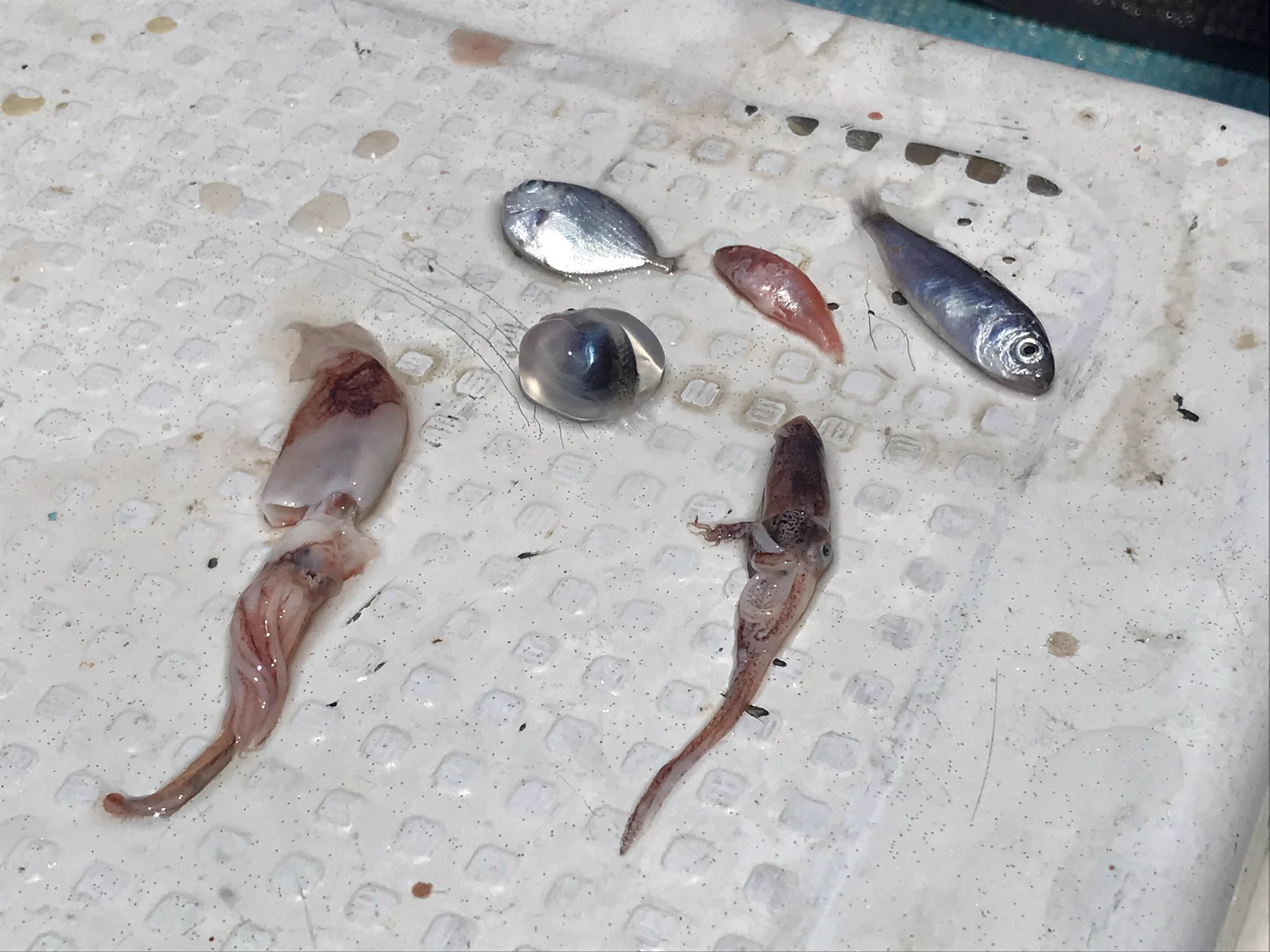 マグロのお腹の中にwww珍しい生き物がwwwかわいい