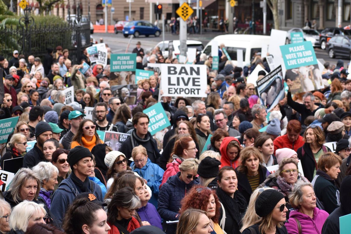 QTBunny9's tweet photo. Ban Live Export Rally - Melbourne #AnimalJusticeParty #animaljusticeparty #BanLiveExport #banlive https://t.co/fQvA1Fr7PB