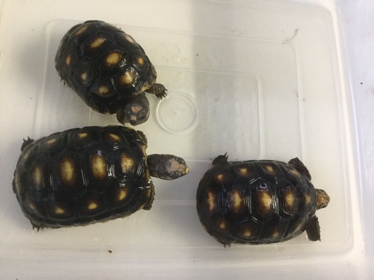 Jabuti En Twitter 結構増えてきたので バルバドス アカアシガメ Tsdオス 2 Tsdメス 1 1枚目 産地mix Tsdメス 5 2枚目 産地mix Tsdオス 6 3枚目 ご興味のある方はdmを ちなみにこちらは広島県呉市です さらに続々と孵化してます アカアシリクガメ