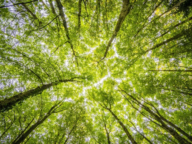 Join us for our first-ever walking Salon with <a href="/TheStreetTree/">Paul Wood 🌳</a> aka Paul Wood on the 12 May and find out why #LondonisaForest🌲🌳 
salon-london.com/content/Events…