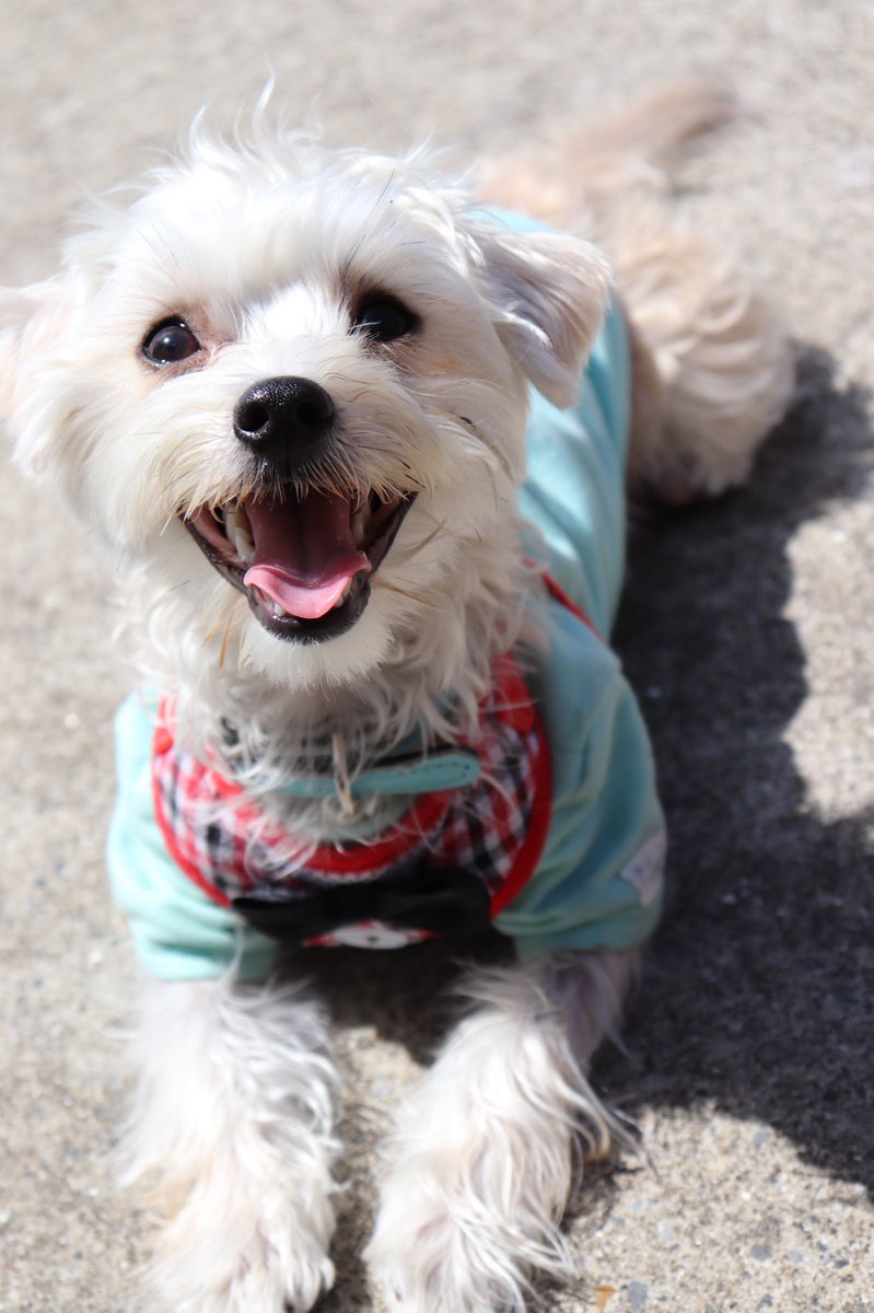 依世 むぅ むぅちゃんも にっこにこで 可愛いねぇ ヨークシャーテリア ヨーキー マルチーズ ミックス犬 マルキー 依世 むぅ むぅちゃんも にっこにこで 可愛いねぇ ヨークシャーテリア ヨーキー マルチーズ ミックス犬 マルキー