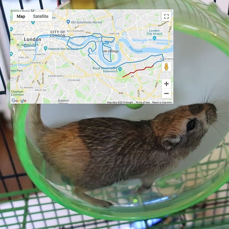 hackminster's tweet photo. @GingySnuggles the #LondonMarathon gerbils are now asleep on the job... https://t.co/CCNVejATF7 9.6miles since Monday... #VirginLondonMarathon #InternetOfThings https://t.co/iekYnOXAoa