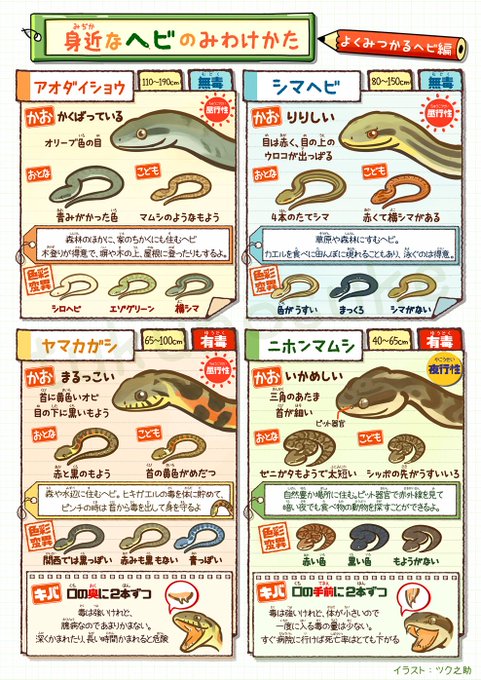 身近なヘビのみわけかた 色彩変異はごく一例です ツク之助 ハンズ池袋7f催事中の漫画