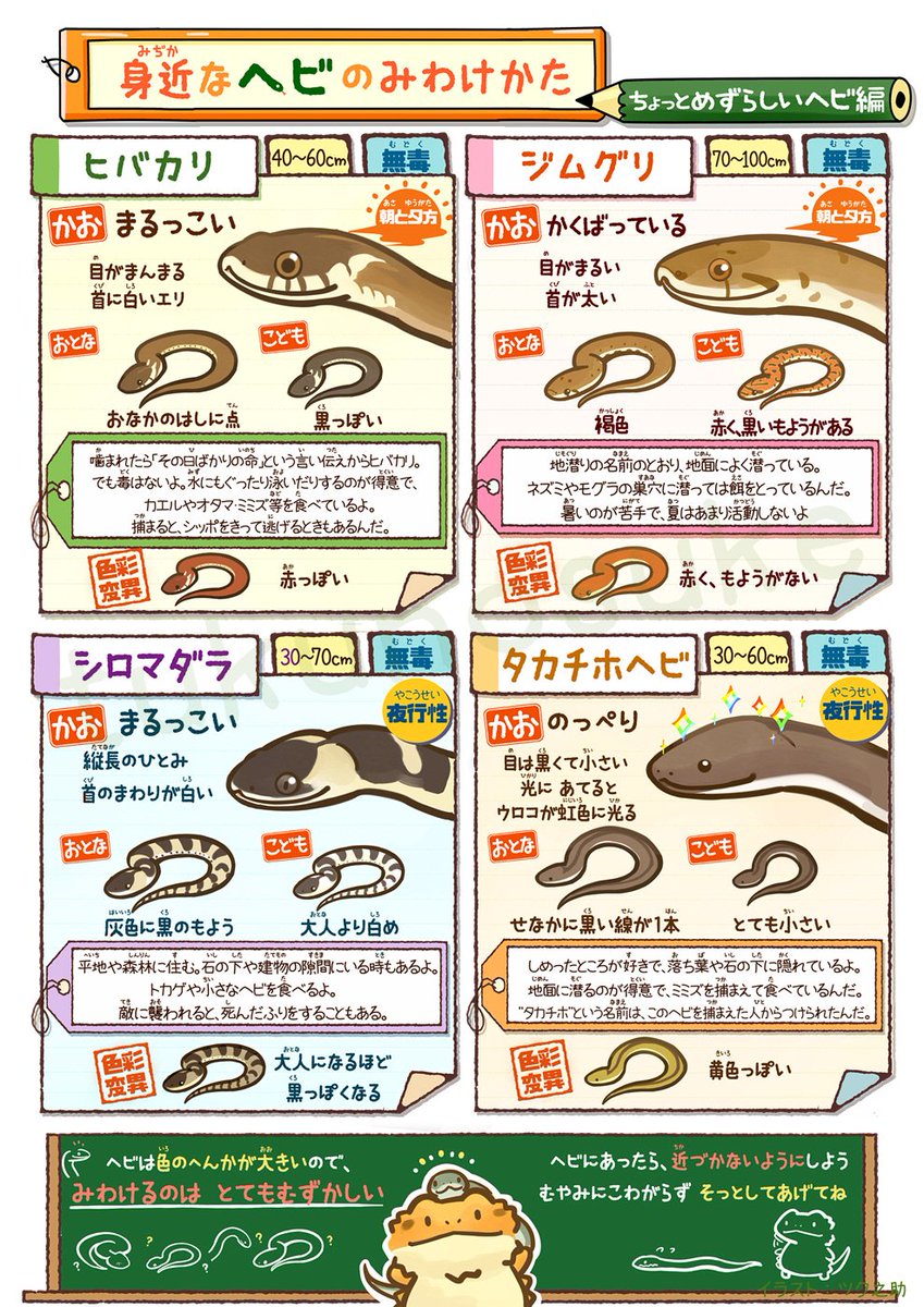 ツク之助 フトアゴ絵本発売中 בטוויטר 身近なヘビのみわけかた 平成最後に自分史上一番バズった絵を貼る ツク之助 フトアゴ絵本発売中 בטוויטר 身近なヘビのみわけかた 平成最後に自分史上一番バズった絵を貼る