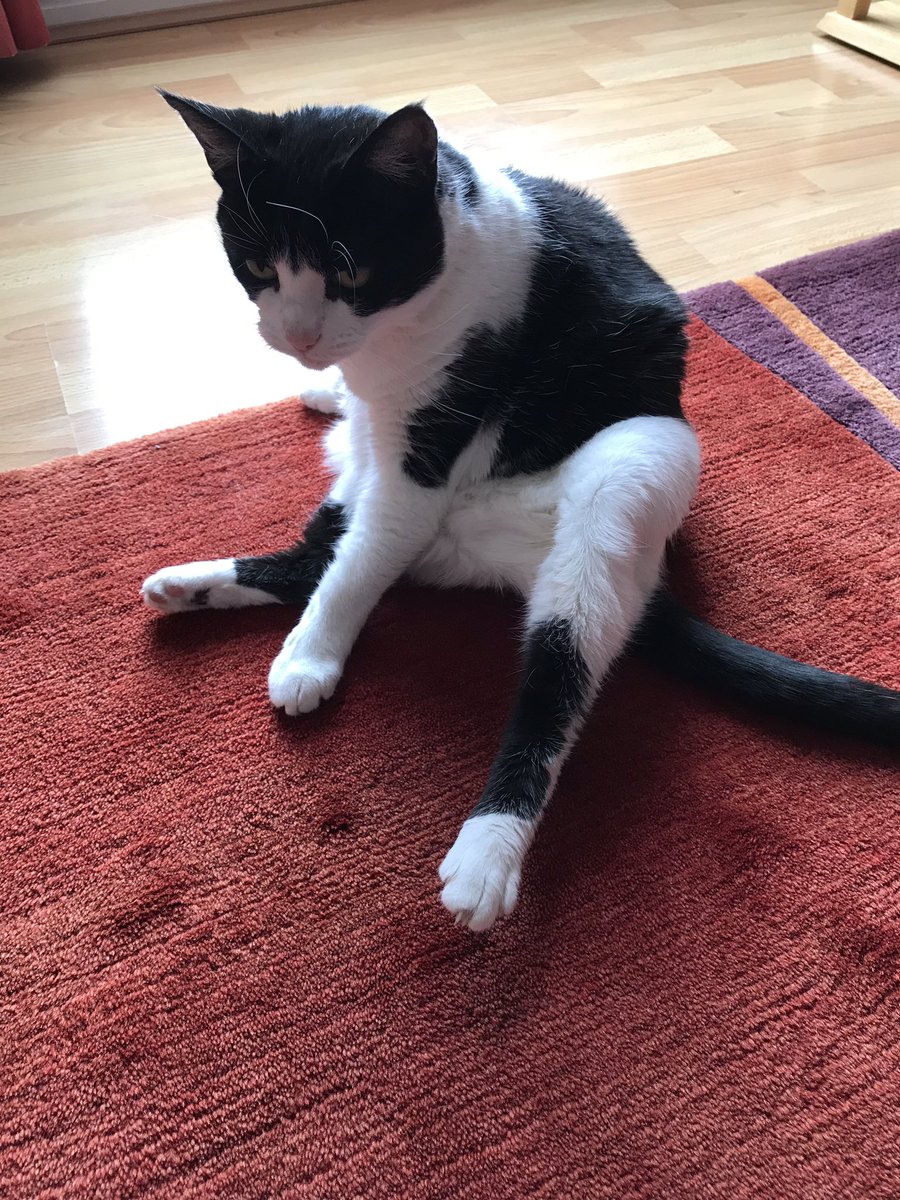 RoxyCat9's tweet image. Trying some #gladdersyoga this morning #spinaltwist #icandothis 🐾🐾😻