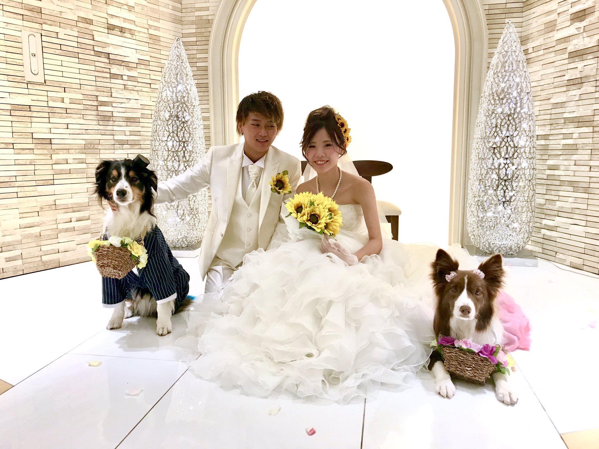 モカッシュ Kazuko 結婚式無事終わりました 色々ハプニングありで 楽しかった挙式 2人ともお幸せにね 結婚式 小さな結婚式横浜店 挙式 リングドッグ ハプニング ボーダーコリー モカッシュ 犬連れ いぬ 愛犬 参加 夫婦 幸せ