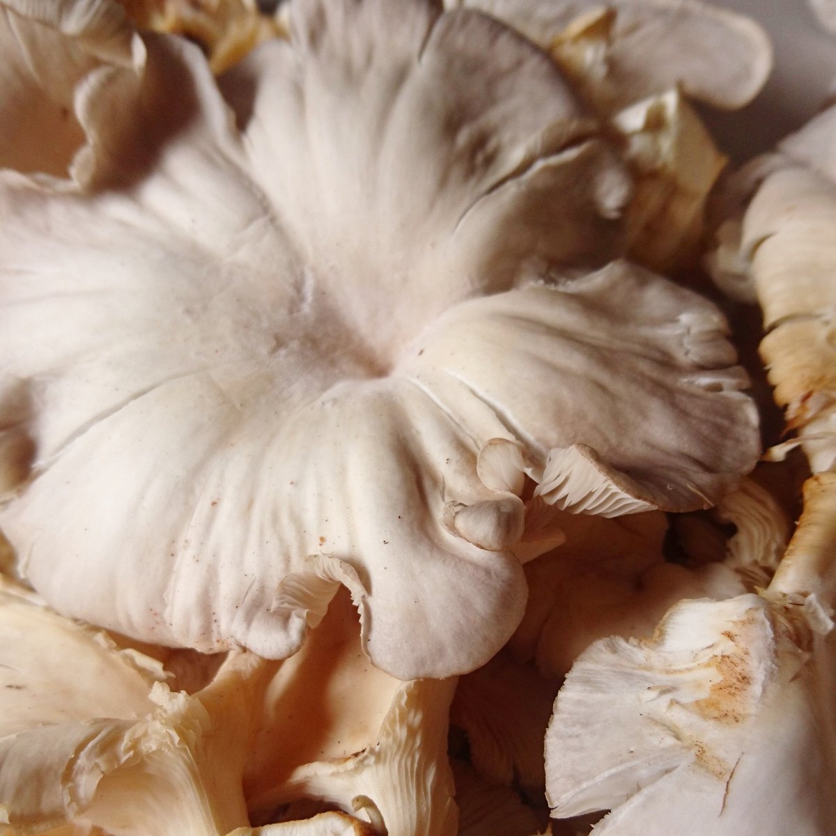 Raining season at last,  which means our mushroom crops  are growing like mad! 
#incomegeneration #urbanfarming #mushroomfarmers #nutrition 
#mushrooms🍄 #themagicofmushrooms