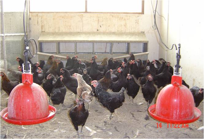 AgrResearchOman's tweet photo. الدراسات البحثية للتحسين الوراثي لسلالات الدجاج المحلي بمحطة البحوث الحيوانية بصلاله تشير إلى إرتفاع متوسط إنتاج البيض في العام من 88 بيضه في الجيل الأول إلى 143 بيضه وإنخفاض إستهلاك الدواجن من العلف لإنتاج 1 كجم بيض من 8.81 كجم إلى 4.51 كجم.
#نتائج_البحوث_الزراعية_والحيوانية https://t.co/HTHwxHhoQH