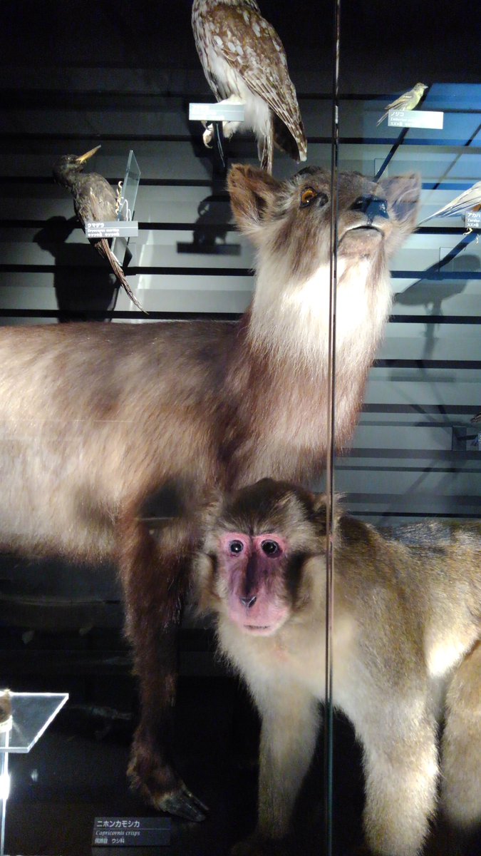 ティエン スカーレ Vtuber على تويتر カモシカも鹿も確かに鹿だがアシカは確かに鹿ではないチャレンジ いや 出先で撮影出来たので W チャレンジしていなくて ごめんね