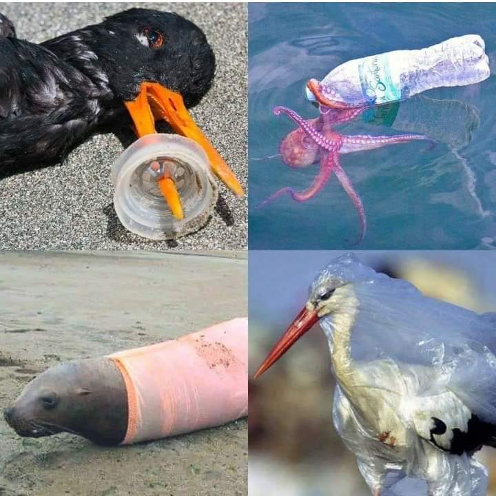 பூமியில் வாழும் கொடிய உயிரினம் மனிதன்

#BanPlastic
#BanOneTimeUsePlastic
#BanPolythene
#SaveEnvironment
#SaveEarth
#saveWaterResources
#SaveOcean
#SaveSea