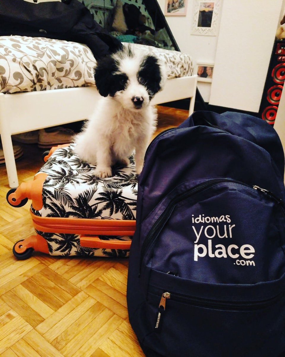 IdiomasYPlace's tweet photo. La penúltima maleta 😉, y con ayudante!! Afrontando la recta final del #cursoescolar en #Irlanda!!! #aprendeingles #learnenglish #lifetimeexperience #academicyear https://t.co/ilOHzWNTRr