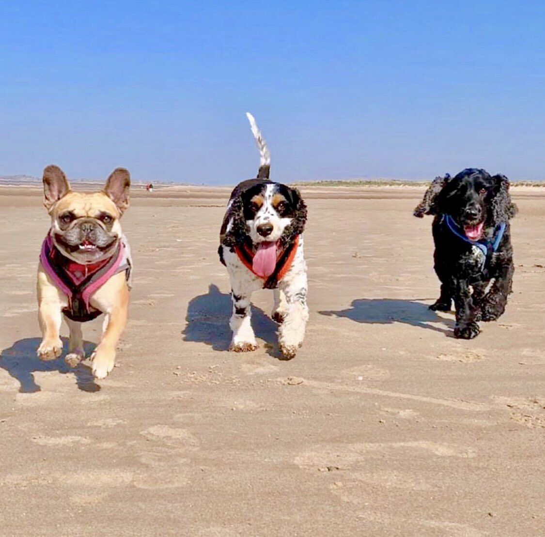 Remember we’re dog friendly. Big, small, wirey, short haired...they’re all welcome!

We’re loving this shot of these three on nearby #Brancaster beach

Photo credit: Lucie Hugill Models: Macy, Rudi &amp; Riley!
#TheHoste #BurnhamMarket #NorthNorfolk #Norfolk #Beach