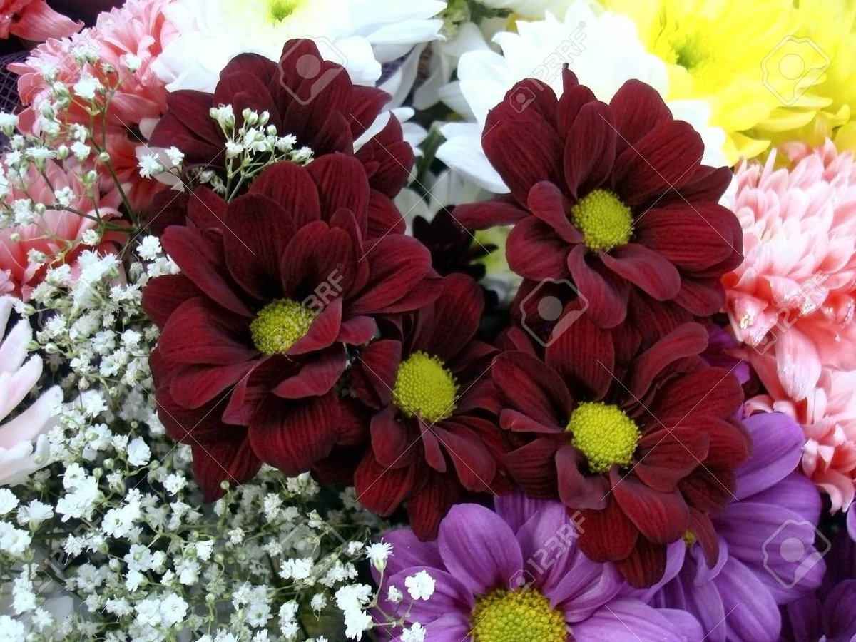 💓 s a R a v 💓 🇮🇳मेरा भारत महान🇮🇳 🥰100 K+🥰 tweet media