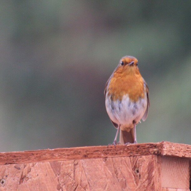 minnowmep's tweet photo. Taking a break - #mysundayphoto #silentsunday #sundaysnap #mysundaysnapshot
#Ukparentbloggers #snaphappybritmums #highlightsofhappy #outdoorsandhappy #myfamilyadventures #capturingtheday #lovelifeoutside #moretoexploreoutdoors
#dearestviewfinder #UKexplore #robinredbreast … https://t.co/3mRNk2NFtv