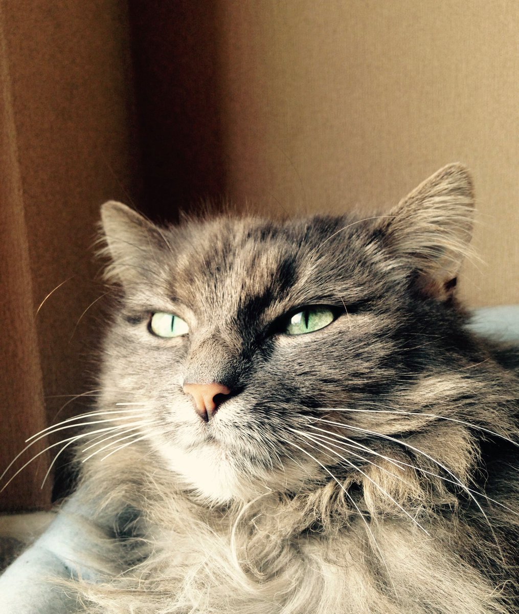 marine_dcm's tweet image. Les humains m’appellent psychocat car j’adore ramener des canards chassés danlariviere. Ils comprennent pas je suis un fauve de la forêt