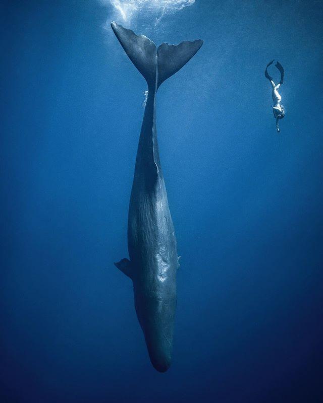 😍 Woman and whale 💦 Instagram user 'bobcatlisa' 📷 Instagram user 'jferraragallery' 📍Dominica