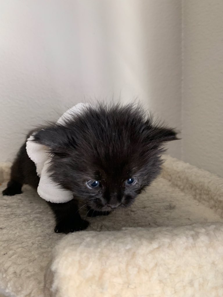 gnarcotik's tweet photo. @violetsaucy Say whatsup to Puca ! https://t.co/HsWmQqknFg