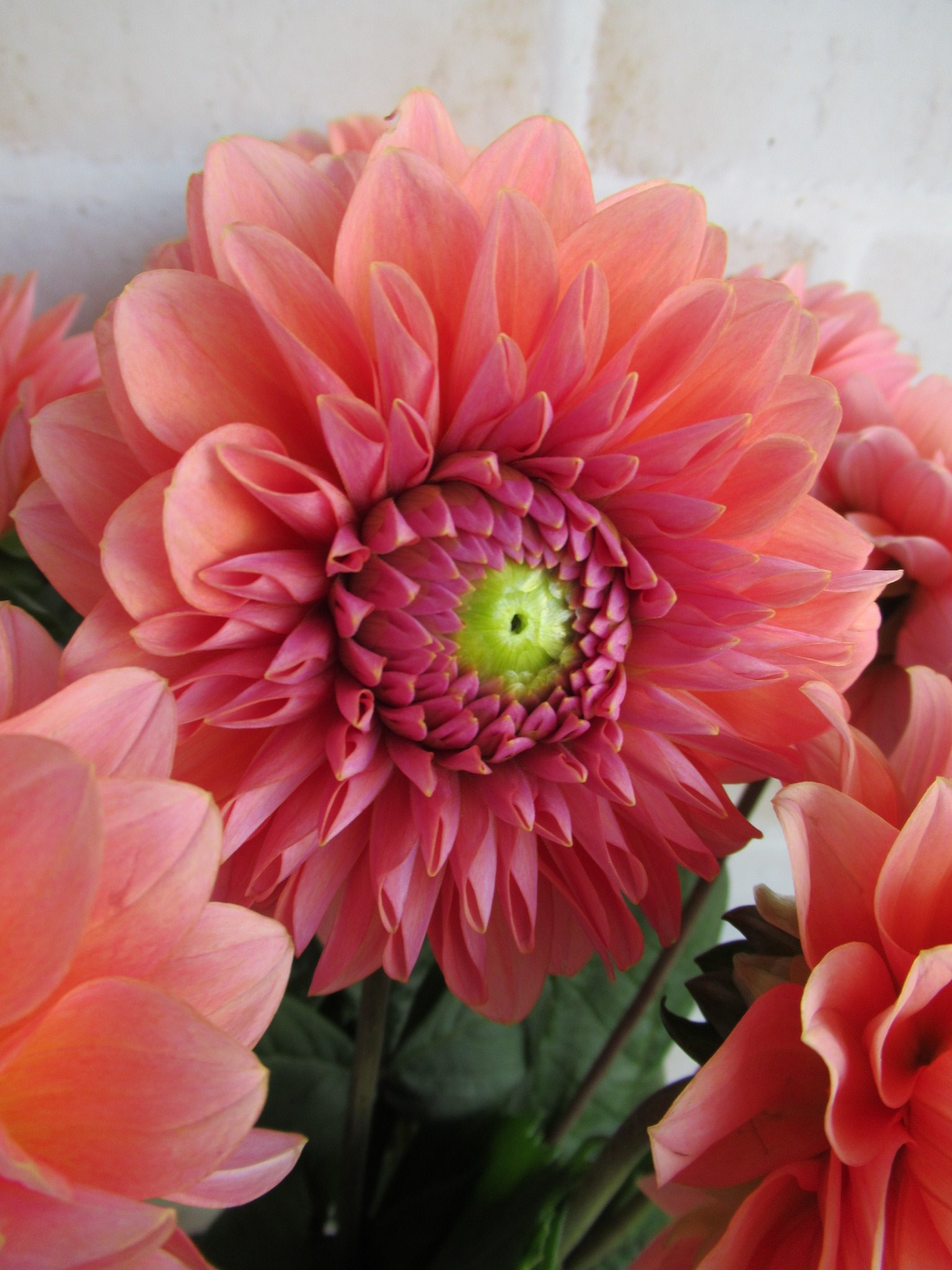 美ら花 ダリア アプリコットローザ 造形美 ディテール 最近のダリアは見事です 手のひらのサイズと大きくて いろいろ褒め言葉が浮かぶ一方 美しい花ほど 長持ちしない ダリア リスクのある花は イメージが悪い あなたはどう見ますか 私は ネガティブ