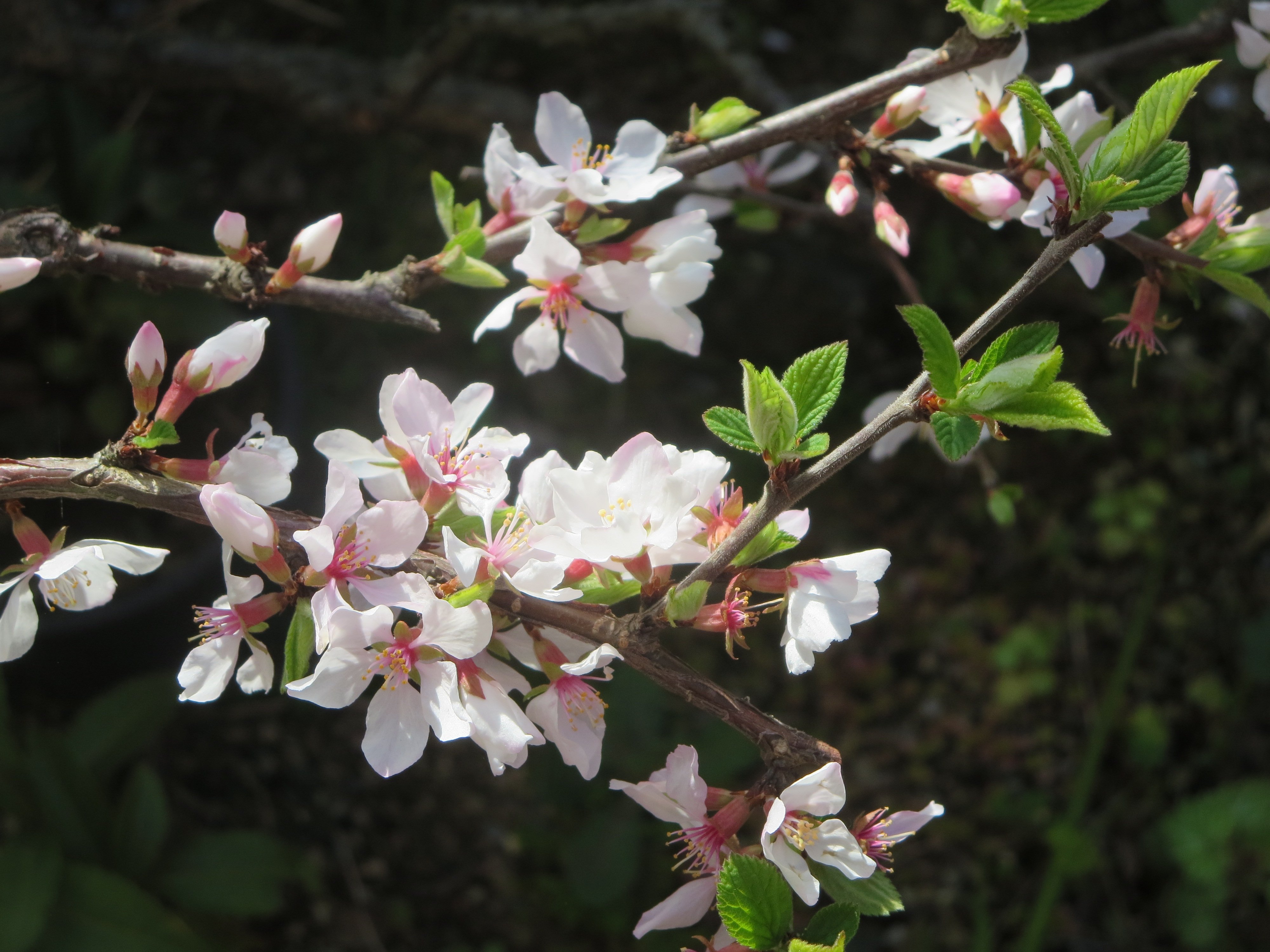 Miki ユスラウメ 梅桃 山桜桃梅 全体の姿はこうです 落葉低木の果樹なので 庭で簡単に育てられます 実は甘酸っぱくて 小さい種があります たくさん集めるとジャムが作れるかも ５月２６日 日 撮影 ユスラウメ 花 実 果樹