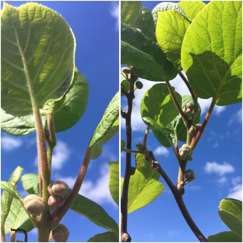 andreaspucher's tweet image. mit ein bissi glück also auch #wachauer kiwi heuer 🥝👨‍🌾🤗