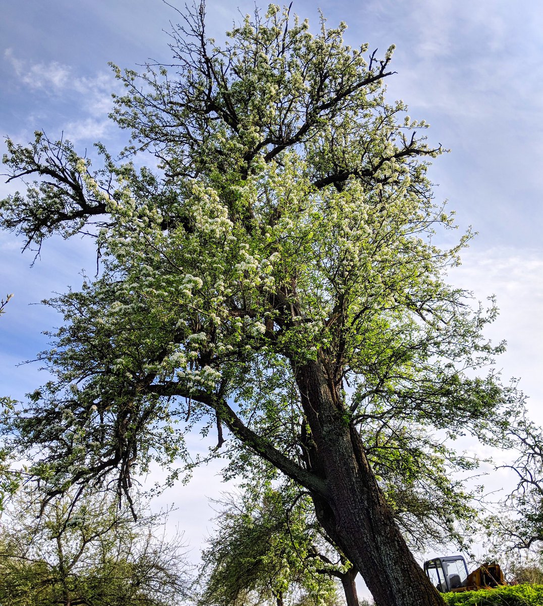 NACMCiderMakers's tweet photo. Perry pear trees can grow up to 15 metres tall! 🌳🍐⠀⠀⠀⠀⠀⠀⠀⠀⠀ ⠀⠀⠀⠀⠀⠀⠀⠀⠀⠀⠀⠀ ⠀⠀⠀⠀⠀⠀⠀⠀⠀⠀⠀⠀ ⠀⠀⠀⠀⠀⠀⠀⠀⠀⠀⠀⠀ ⠀⠀⠀⠀⠀⠀⠀⠀⠀⠀⠀⠀⠀⠀⠀⠀⠀⠀⠀⠀⠀⠀⠀ #peartrees #ciderfacts #perrytrees #ciderapples #cidermaking #pictureoftheday https://t.co/FnBwglaVov