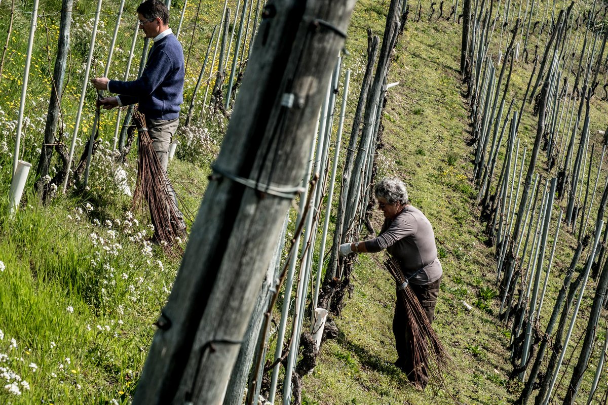 In the underground wine cellars of the ex Carmelite Convent there ise the wine shop "Bottega del vino Dogliani DOCG": prepare you to enjoy a wine journey among taste and history. 

ildogliani.com  
#IlBoscareto