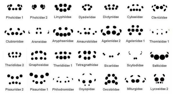 On a en France métropolitaine aux environs de 1600 espèces d'araignées (pas de valeur fixe, reste des espèces à déplacer dans la classification, c'est un ordre d'idée) réparties dans 49 familles ! Le meilleur critère pour identifier les plus courantes est la disposition des yeux