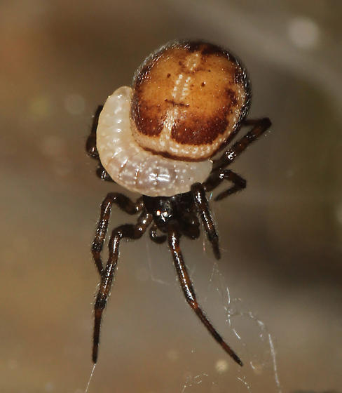 Les araignées peuvent être victimes de guêpes parasites, qui vont soit les capturer pour les donner à manger à leur larve dans un terrier soit pondre directement sur l'araignée qui va se faire dévorer au fur et à mesure. L'araignée est vivante dans tous les cas.