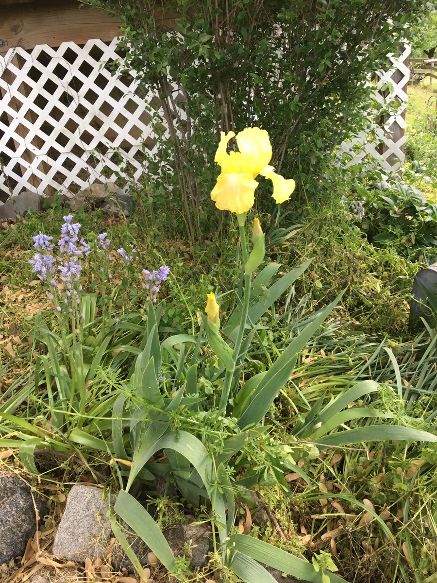CrittersofH's tweet photo. Newly blooming #iris #irises on the farm. You can see The lower front field in some of the pictures #summithill @DinahLewisTayl1 #farmlife #flowers #SpringTime #springtime2019 https://t.co/iN0kUGY6l6