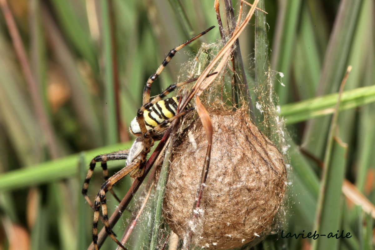 Les araignées abritent toutes leurs oeufs dans un cocon de soie, mais qui n'est pas fait de la même façon selon les conditions de vie de l'espèce ! Le cocon est gardé ou non, porté par l'araignée ou non et l'aspect du cocon est une bonne aide à l'identification.