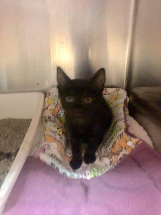 ❤ RESCUE AND PLEDGES NEEDED ❤ Single kitten under 2lbs needs Rescue commitment and pledges to help cover its vetting. Please Share and Pledge. Please help if you can. ID Cobb County Animal Services is located at: 1060 Al Bishop Dr. Marietta, GA 3… bit.ly/2ZD68m1