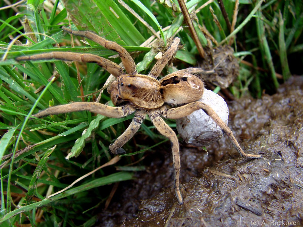 Les araignées abritent toutes leurs oeufs dans un cocon de soie, mais qui n'est pas fait de la même façon selon les conditions de vie de l'espèce ! Le cocon est gardé ou non, porté par l'araignée ou non et l'aspect du cocon est une bonne aide à l'identification.