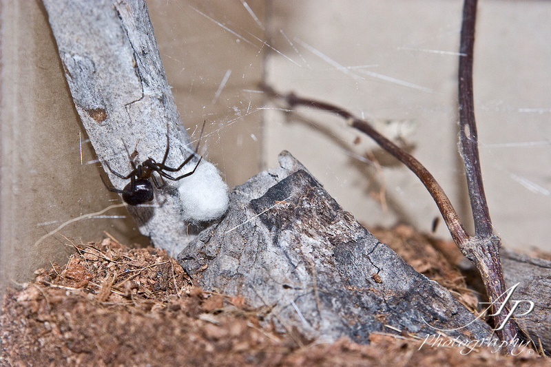 Les araignées abritent toutes leurs oeufs dans un cocon de soie, mais qui n'est pas fait de la même façon selon les conditions de vie de l'espèce ! Le cocon est gardé ou non, porté par l'araignée ou non et l'aspect du cocon est une bonne aide à l'identification.