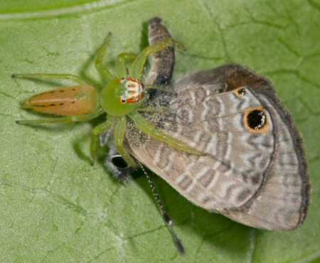 La plupart des araignées s'attaquent à des proies qui sont plus petites qu'elles ; la moitié de leur taille par exemple. Beaucoup cependant n'ont pas froid aux yeux, comme les araignées sauteuses (Salticidae)