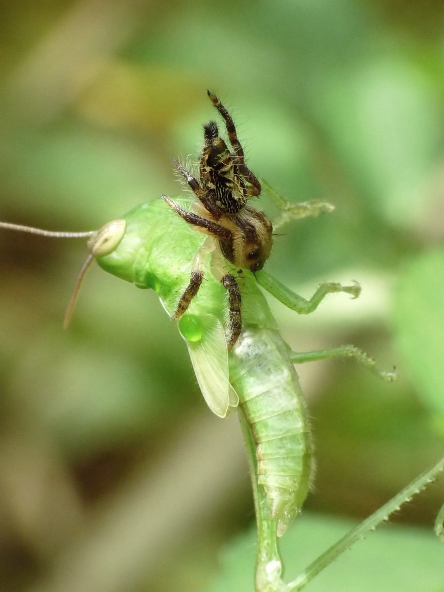 La plupart des araignées s& #39;attaquent à des proies qui sont plus petites qu& #39;elles ; la moitié de leur taille par exemple. Beaucoup cependant n& #39;ont pas froid aux yeux, comme les araignées sauteuses (Salticidae)