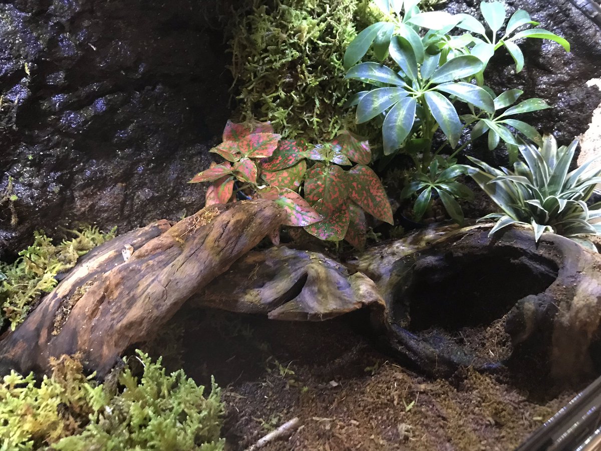 八兆類 ワールドチャームさんからアカメカブトトカゲ のペアをお迎えしました 初のテラリウムに挑戦 なかなかうまく出来ました 長生きしてくれよ Worldcharm アカメカブトトカゲ テラリウム 八兆類 ワールドチャームさんからアカメカブトトカゲ のペアをお迎えしました 初のテラリウムに挑戦 なかなかうまく出来ました 長生きしてくれよ Worldcharm アカメカブトトカゲ テラリウム