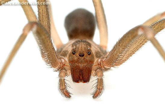 Si souvent les araignées ont huit yeux (photo 1, une Lycosidae vue de 3/4 pour bien voir tous les groupes d'yeux), certaines n'en ont que six, comme les Loxosceles, ou araignées violon ! (photo 2, trois groupes de deux yeux)