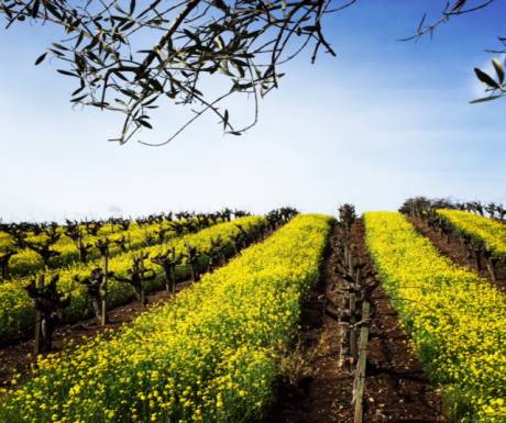 4 ways to enjoy the best of Napa Valley bit.ly/1VAC9Wy