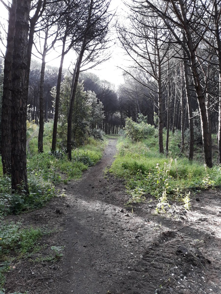 anpad77's tweet photo. Stamattina noi ci siamo ricaricati di ossigeno puro #iocorroqui #vesuvio #running #solosalite @runlovers πββοΈπββοΈπ²π²β°β° https://t.co/1bfRORm2BQ