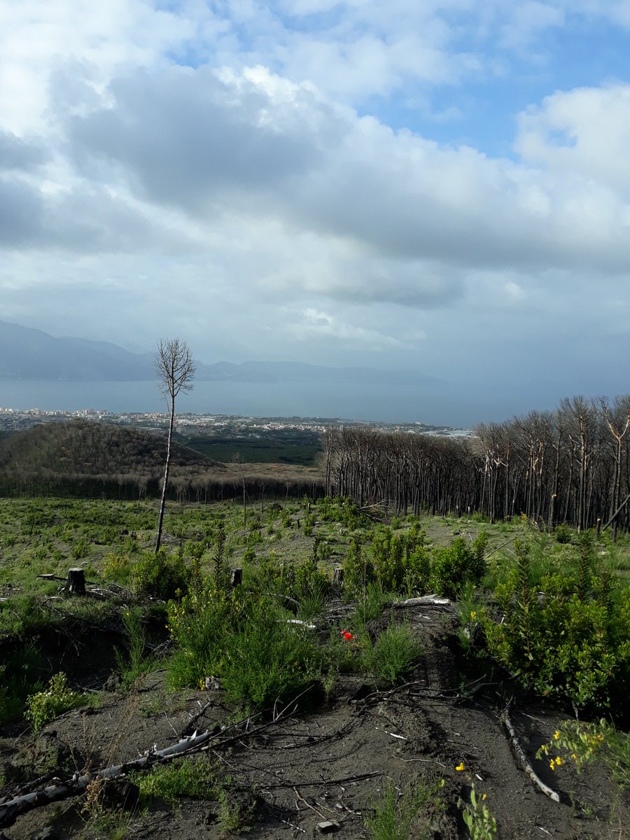 anpad77's tweet photo. Stamattina noi ci siamo ricaricati di ossigeno puro #iocorroqui #vesuvio #running #solosalite @runlovers πββοΈπββοΈπ²π²β°β° https://t.co/1bfRORm2BQ