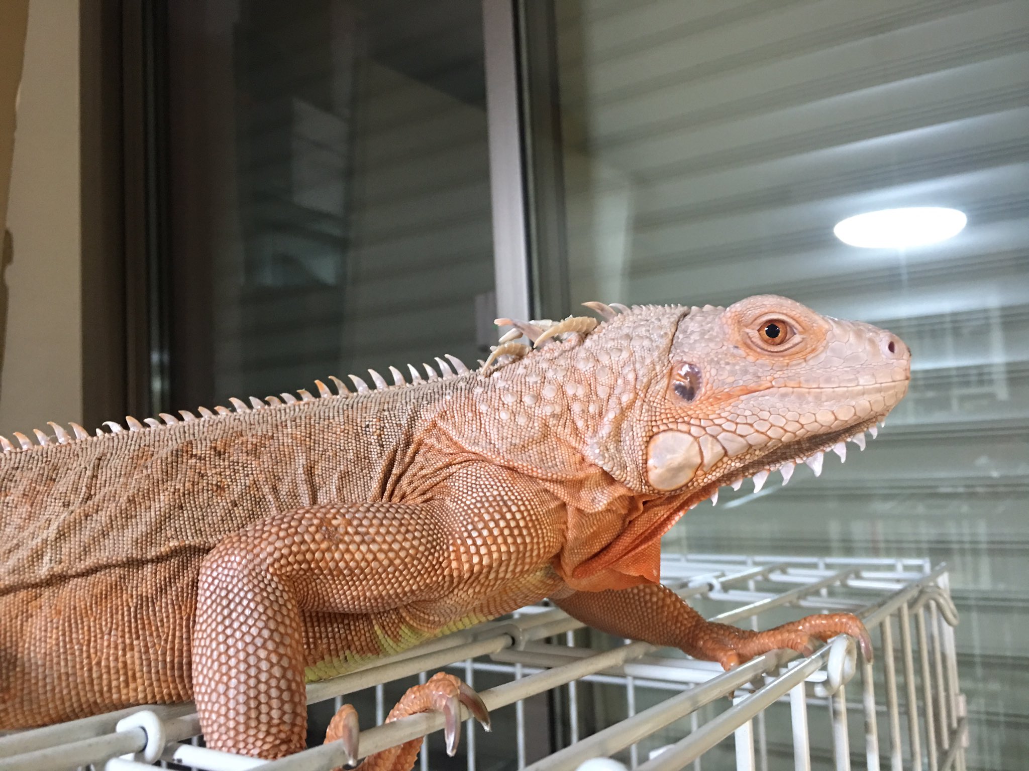 爬虫類ケージ 120×45×45㎝ リクガメ イグアナ モニター 人気の贈り物が