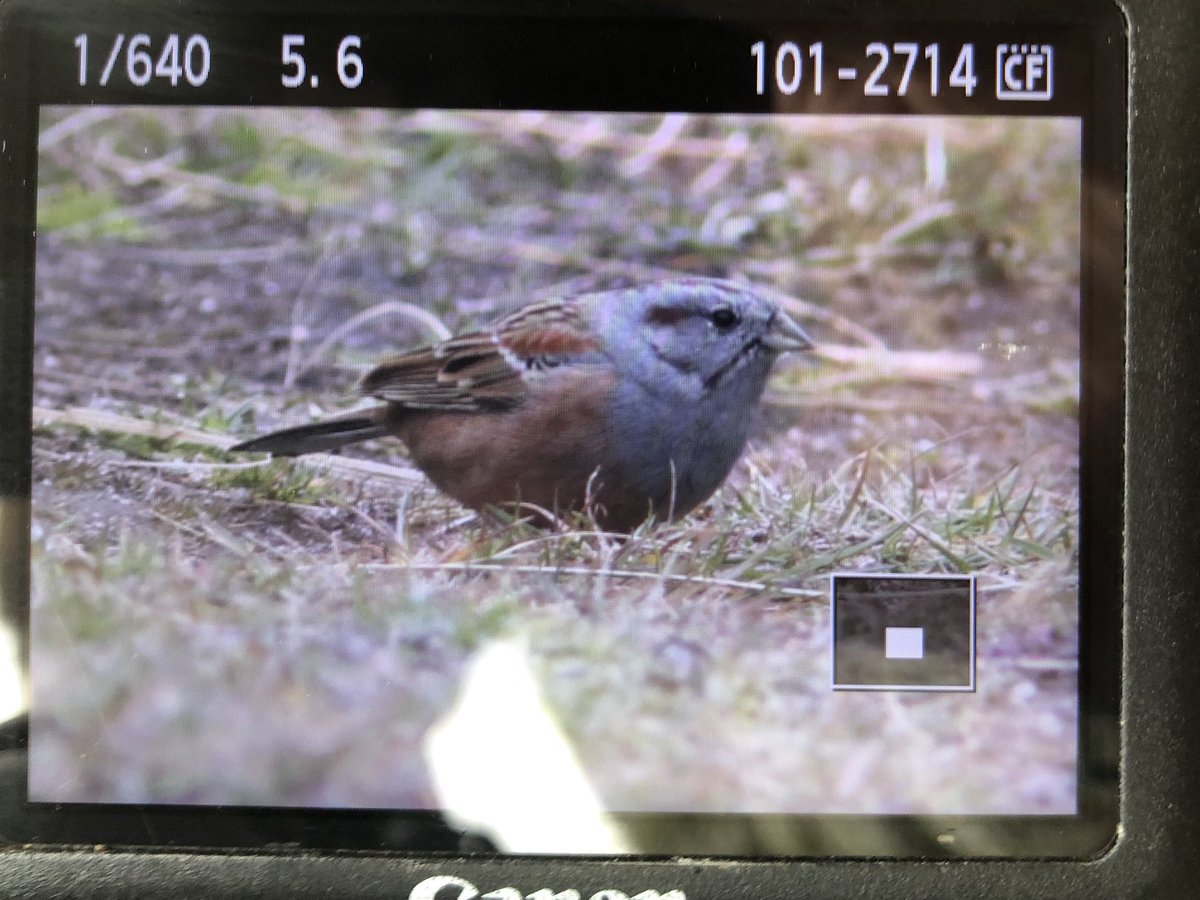 stmarys_patch's tweet photo. ROCK BUNTING GARRISON SCILLY!! Holy good god!! #Megaaa #ScillyBirds https://t.co/9NXZO6TUrH