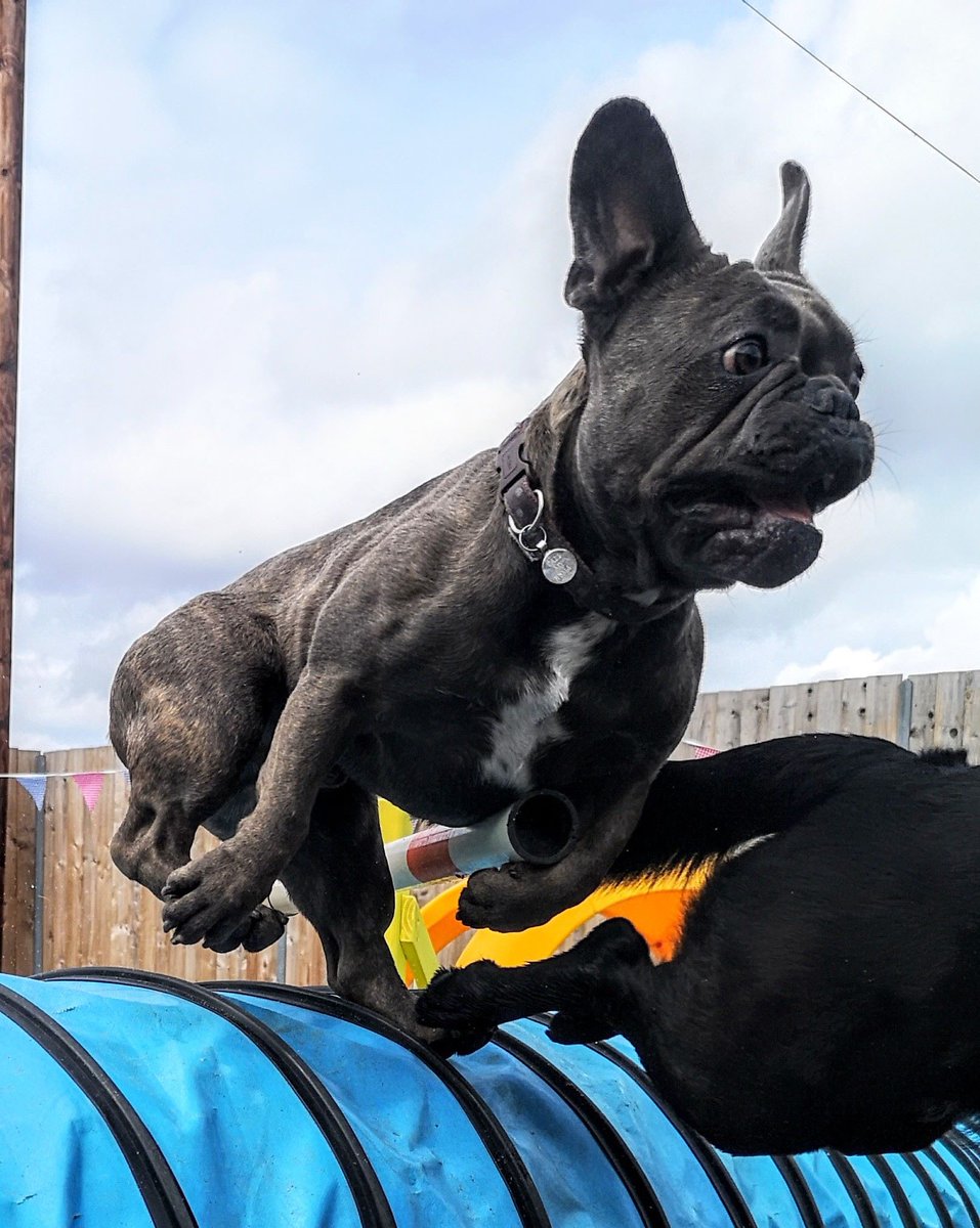 NeedhamCanine's tweet photo. Jumping into May like...
#Frenchie #suffolk #jumpforjoy #mustlovedogs #crechelife https://t.co/Taf3EODUP5