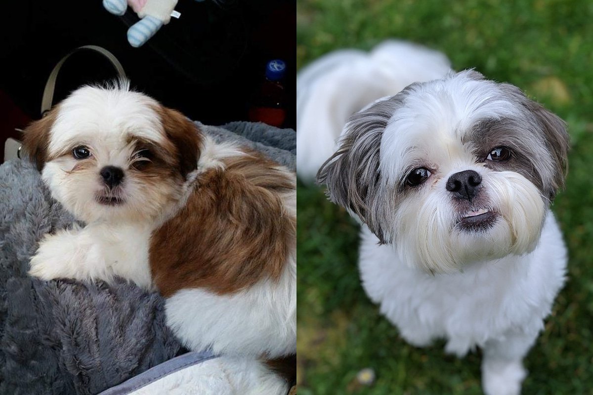 AShihTzuLife's tweet photo. Happy 5th Birthday Roxy 💗 https://t.co/UOBD2cR8zD