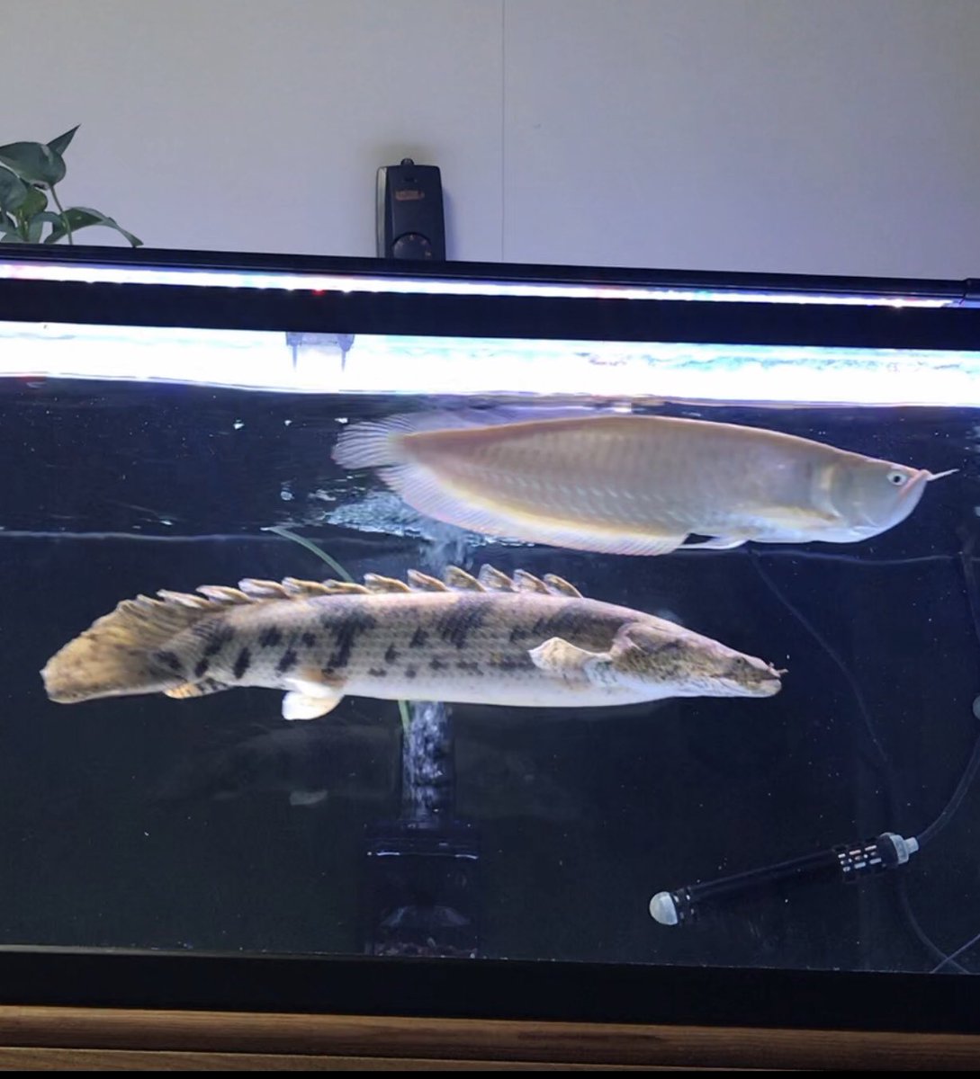ジョッチ 趣味垢 なんやこのデブぅ 同じくエンドリケリー 55cm こちらはブリードのぽっちゃり系恵体女子 上の子と比べると丸顔 とにかくデカイ 余裕で成人男性の腕位の太さあります よく泳ぐ子なので迫力満点 引っ越し早々餌食べる図太さも