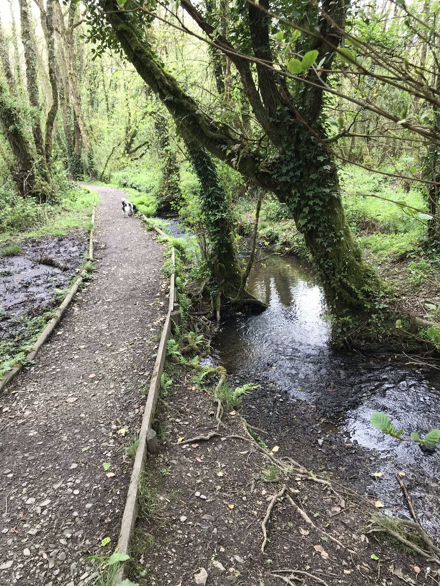 AltarnunCott's tweet photo. Lovely safe #dog #walk by the beautiful River #Lynher near #Callington.  Just found it and wish I had known about it before. #Bimble had a great time among the #Bluebells and #Wildgarlic.  Short drive from #Hillcottage https://t.co/BxVP4RdCcY