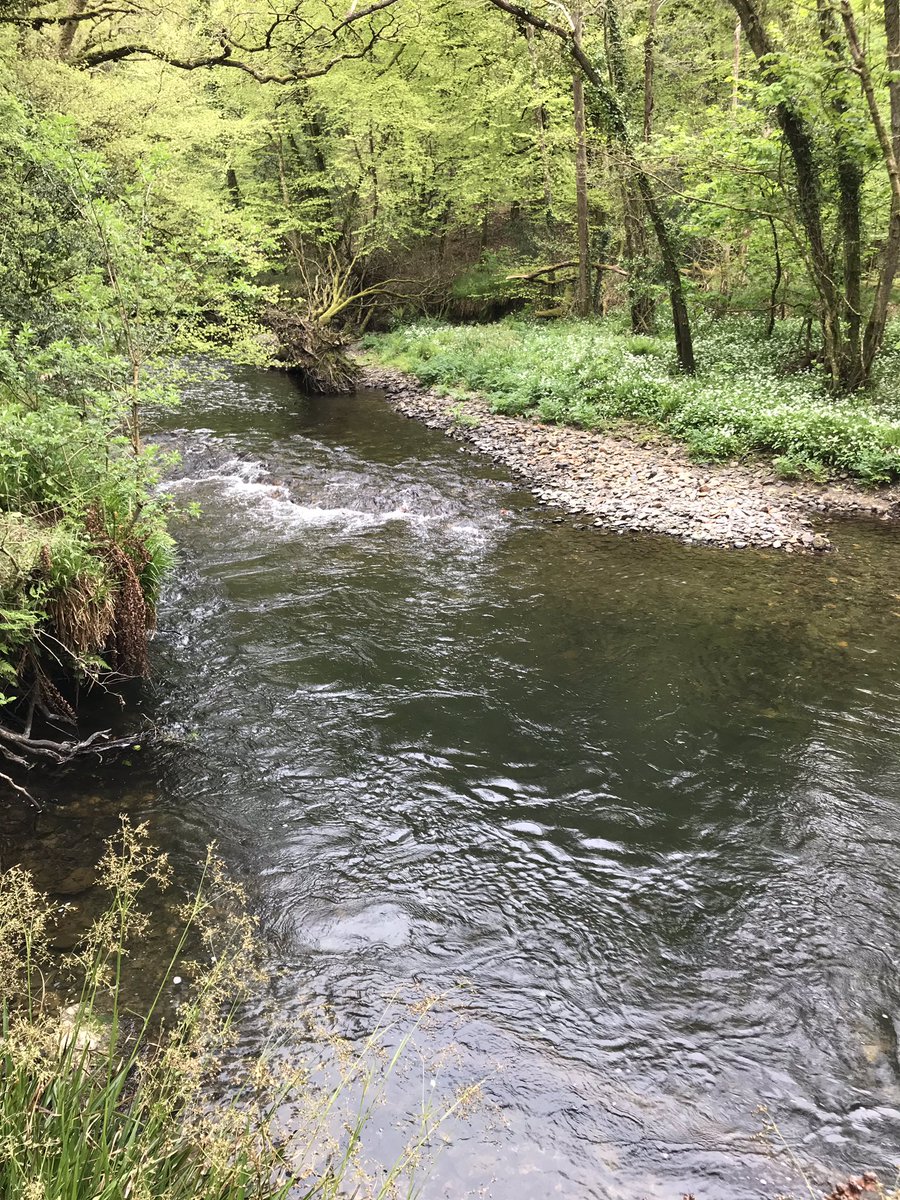 AltarnunCott's tweet photo. Lovely safe #dog #walk by the beautiful River #Lynher near #Callington.  Just found it and wish I had known about it before. #Bimble had a great time among the #Bluebells and #Wildgarlic.  Short drive from #Hillcottage https://t.co/BxVP4RdCcY