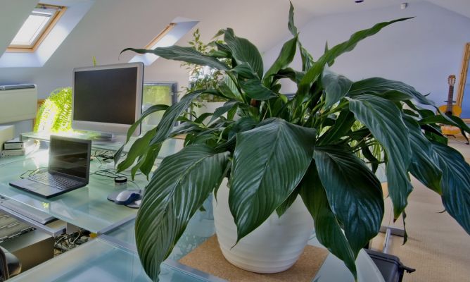 jardinatis's tweet photo. Si hay una planta fácil de cultivar y reproducir, esa es la Aspidistra. Estamos seguros que muchos de vosotr@s la tendréis en vuestra casa. ¿Verdad? 🙂 ¡Nos encantaría verla!
➤ https://t.co/1BEEUUr4TN #aspidistra #plantaresistente https://t.co/oQcVysBhWF