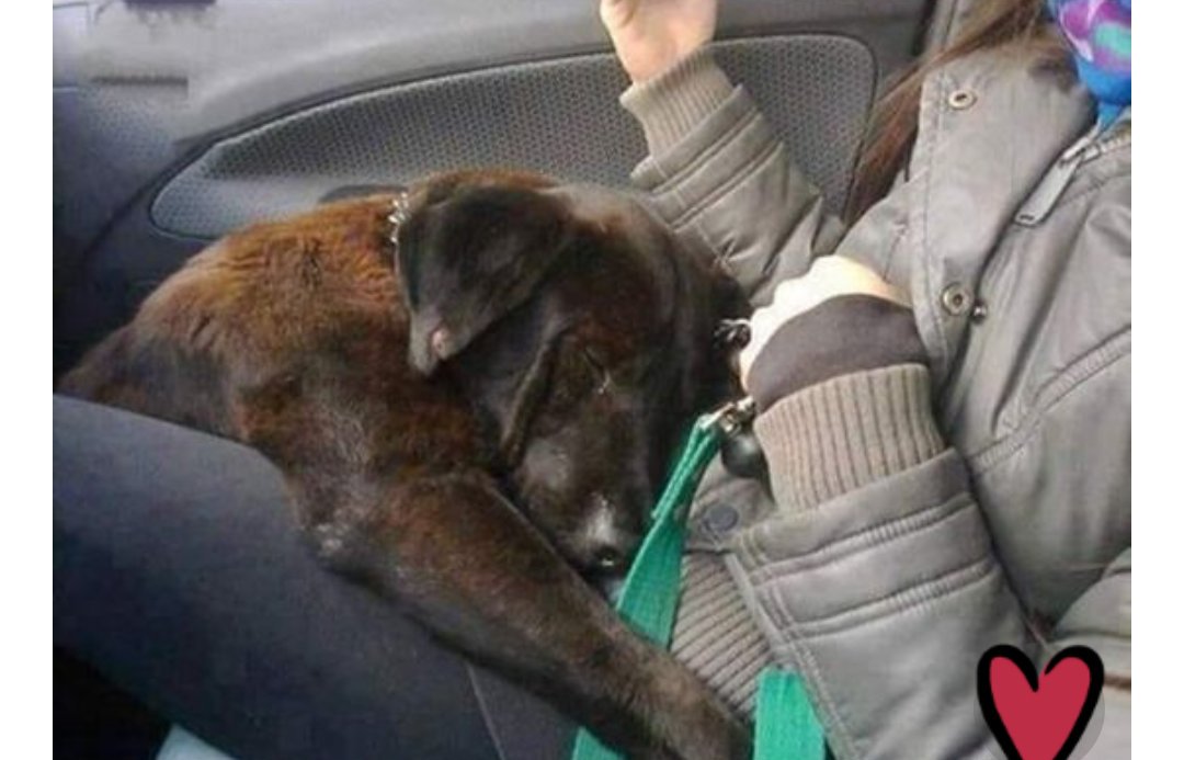 veronicaveri76's tweet image. Preso da un canile ha viaggiato così...